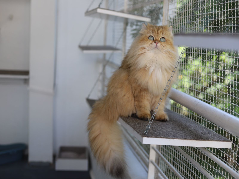 Cattery