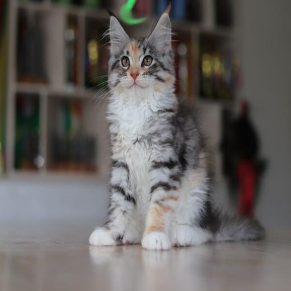 Rosalinda Got Premium