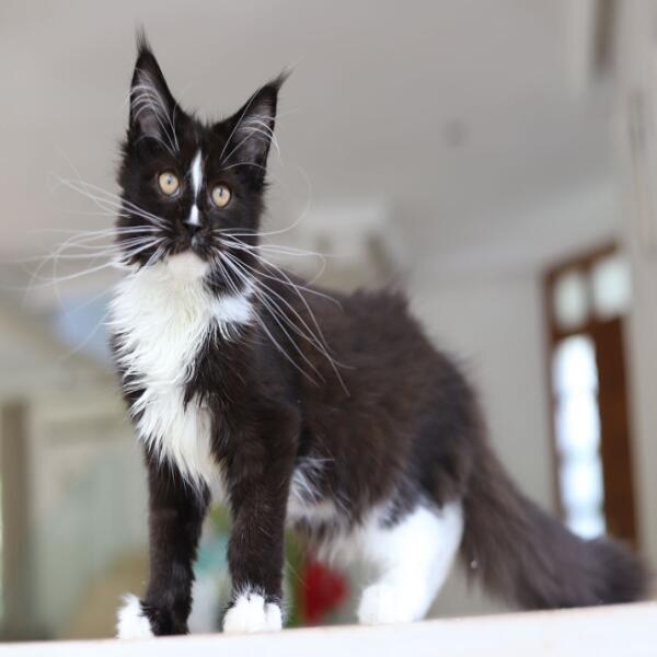 Balthazar