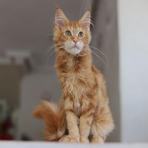 Boussa