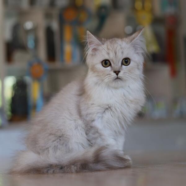 Firmament Perles de l’Orient