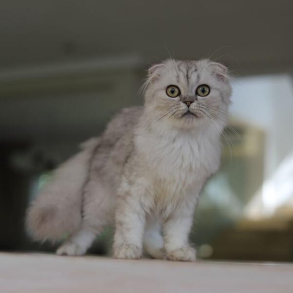 Fiorella Perles de l’Orient