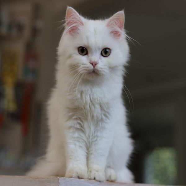 Wonderful Creature Perles de L’orient